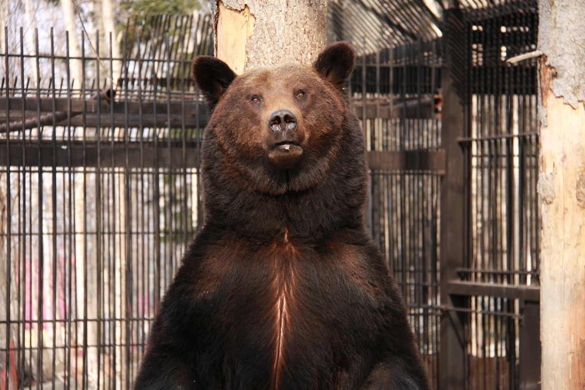 Бурый Медведь Фото Животного
